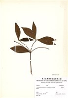 藏品(厚皮香)的圖片